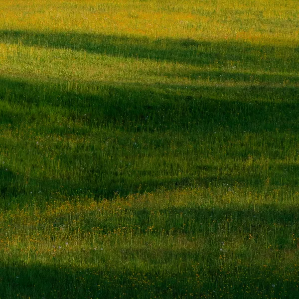 foto einer blumenwiese die wellen im sonnenlicht wirft